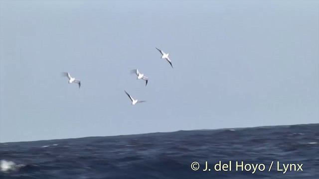 Masked Booby - ML201393951