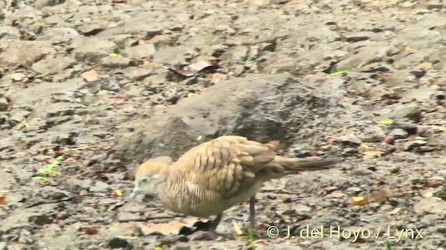 Zebra Dove - ML201393971