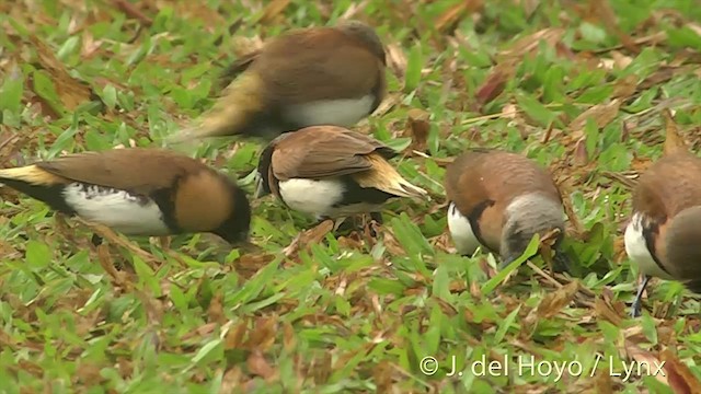 Chestnut-breasted Munia - ML201393981