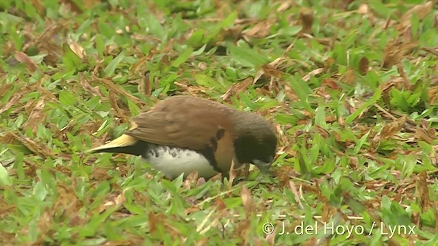 Chestnut-breasted Munia - ML201393991