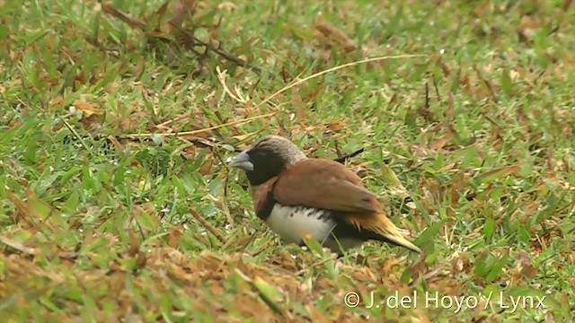 Chestnut-breasted Munia - ML201394001