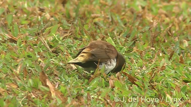 Chestnut-breasted Munia - ML201394011