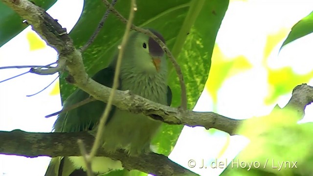 Makatea Fruit-Dove - ML201394041