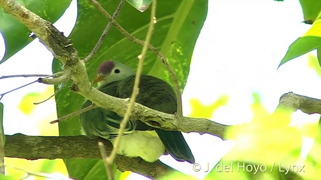 Makatea Fruit-Dove - ML201394051