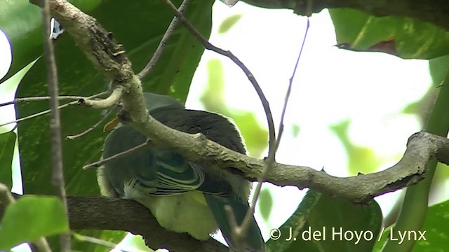 Makatea Fruit-Dove - ML201394061