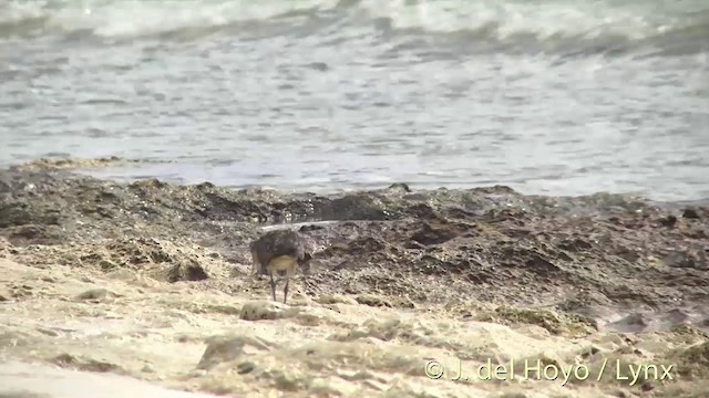 Bristle-thighed Curlew - ML201394081