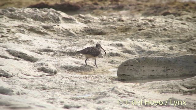 Bristle-thighed Curlew - ML201394091