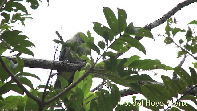 Gray-green Fruit-Dove - ML201394151
