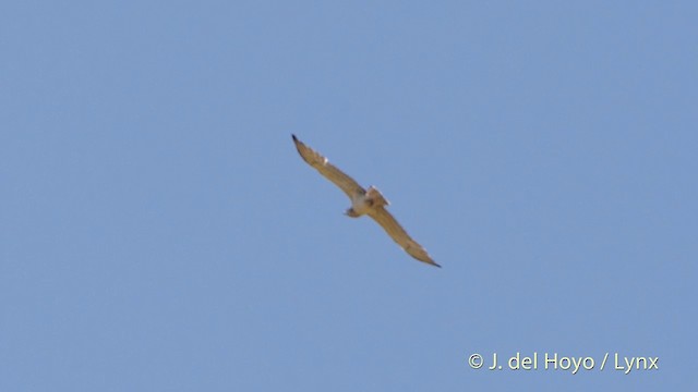 Culebrera Europea - ML201394491