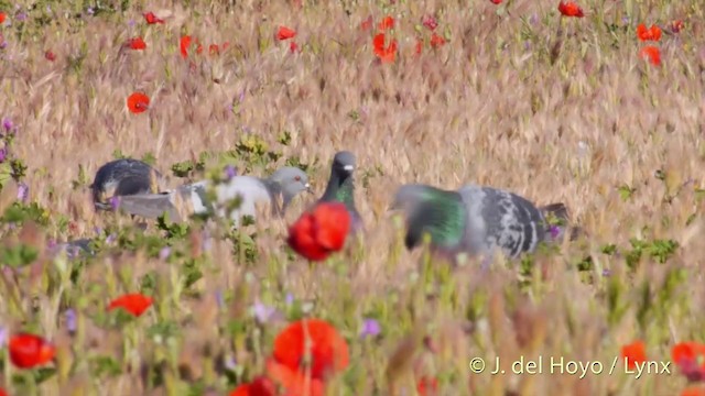 原鴿 - ML201394591
