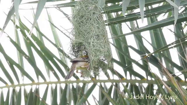 コウヨウジャク - eBird