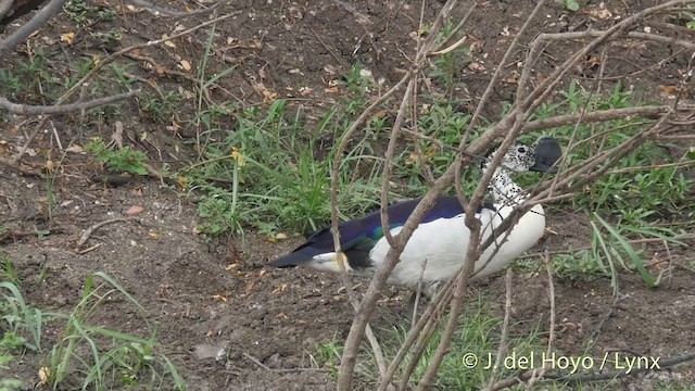 Knob-billed Duck - eBird
