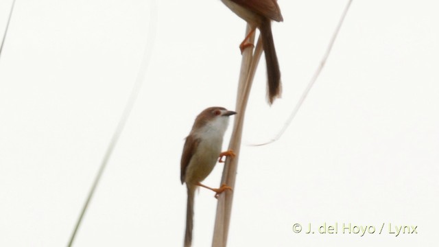 Yellow-eyed Babbler - ML201395191