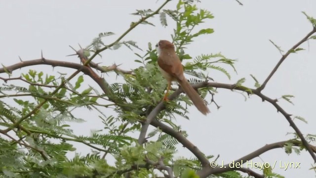 Yellow-eyed Babbler - ML201395201