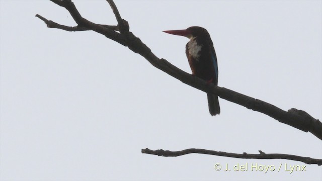 White-throated Kingfisher - ML201395271