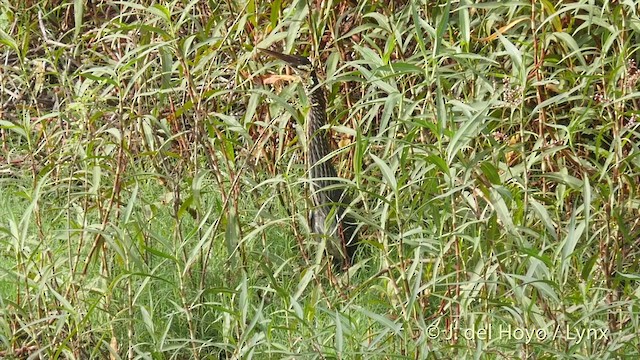 Black Bittern - ML201395291