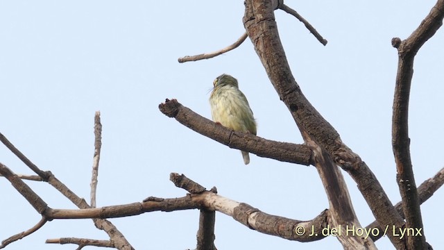 Coppersmith Barbet - ML201395301