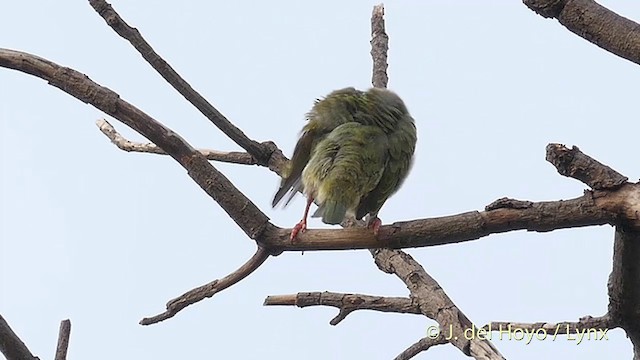 Coppersmith Barbet - ML201395311