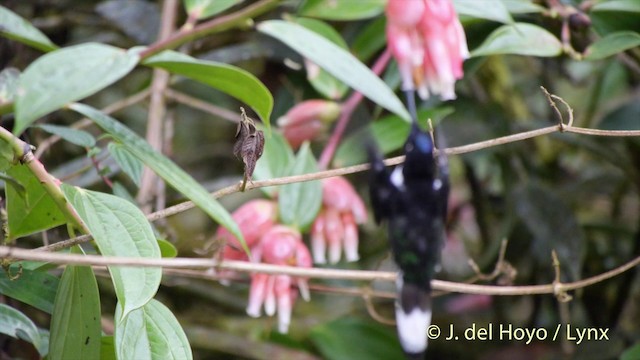 Collared Inca (Collared) - ML201395391