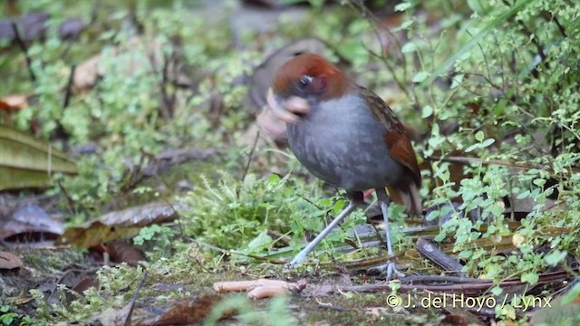 Grallaire à nuque rousse - ML201395481