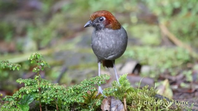Grallaire à nuque rousse - ML201395491