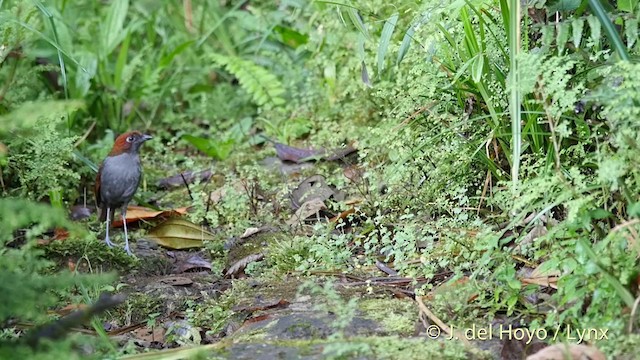 Grallaire à nuque rousse - ML201395501