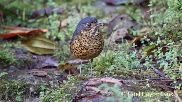 Undulated Antpitta - ML201395511