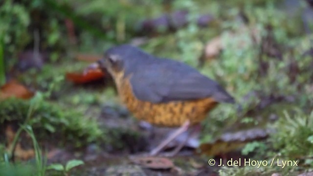 Undulated Antpitta - ML201395521