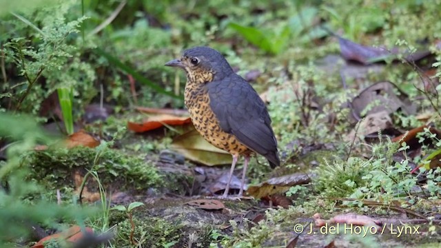 Undulated Antpitta - ML201395531