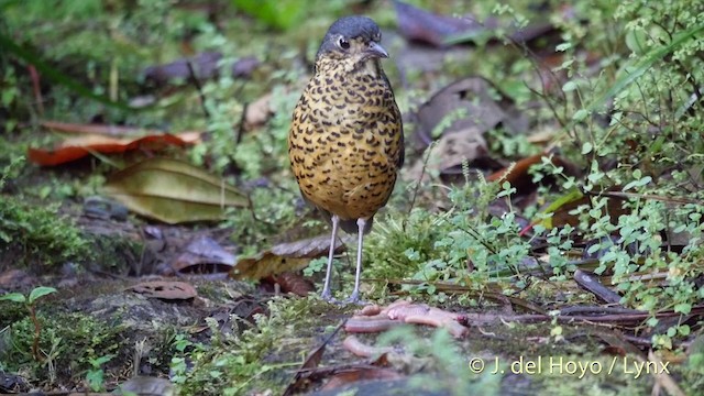 Undulated Antpitta - ML201395541