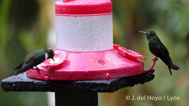 Colibrí Lucero - ML201395591