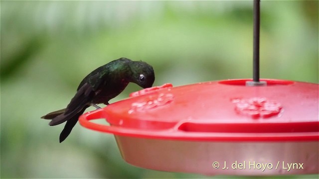 Colibrí Lucero - ML201395601