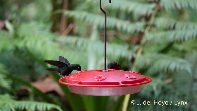 Colibrí Lucero - ML201395611