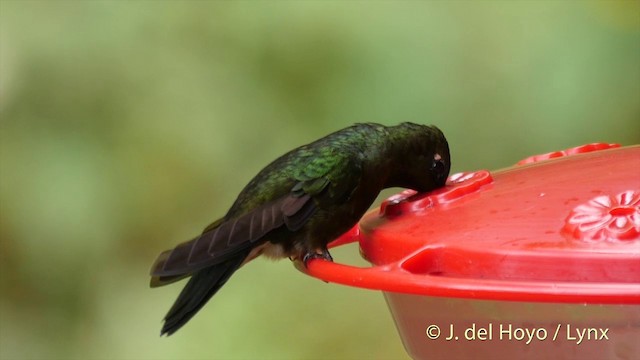 Colibrí Lucero - ML201395621