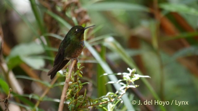 Colibrí Lucero - ML201395631