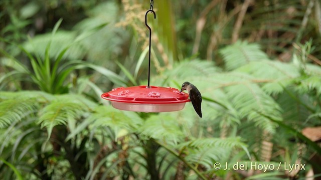 Fawn-breasted Brilliant - ML201395641