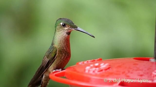 Fawn-breasted Brilliant - ML201395651