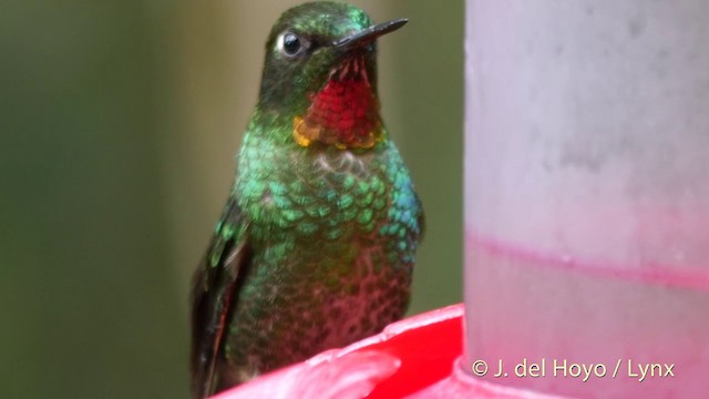 Colibrí Lucero - ML201395661