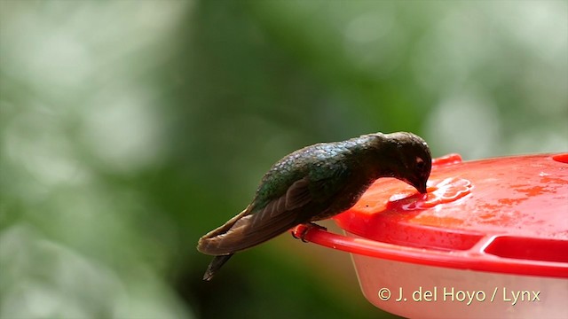 Colibrí Lucero - ML201395671