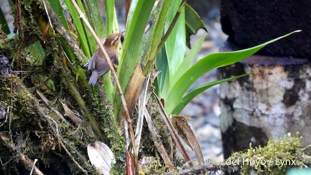 Mountain Wren - ML201395721