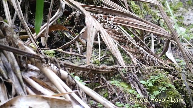 Mountain Wren - ML201395731