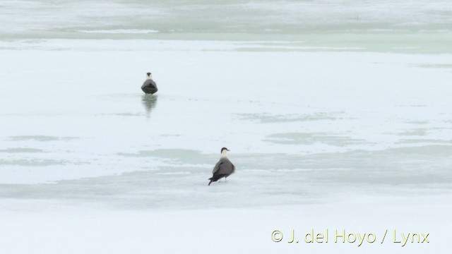 Long-tailed Jaeger - ML201395781