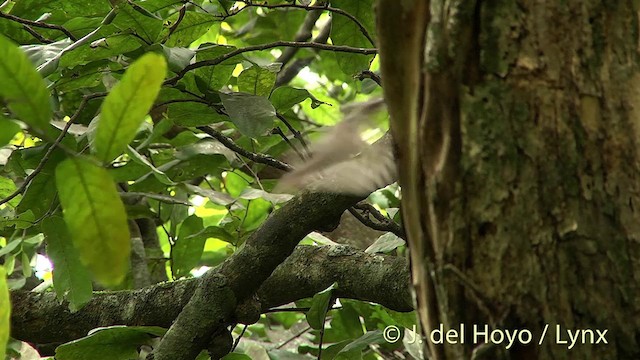 ledňáček tahitský (ssp. youngi) - ML201395891