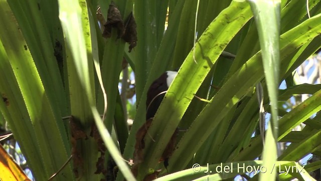 Polynesian Ground Dove - ML201395941