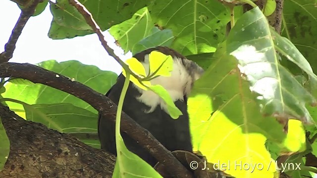 Polynesian Ground Dove - ML201395961