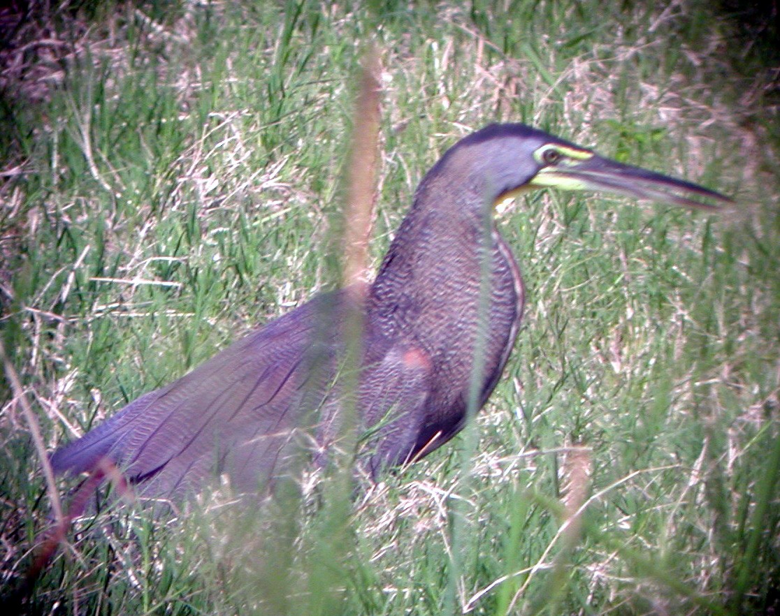 Bare-throated Tiger-Heron - ML20139601