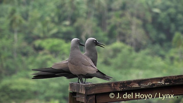 Brown Noddy - ML201396051