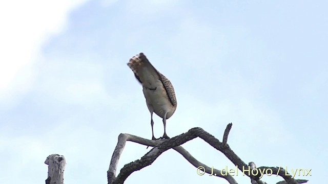 Bristle-thighed Curlew - ML201396091