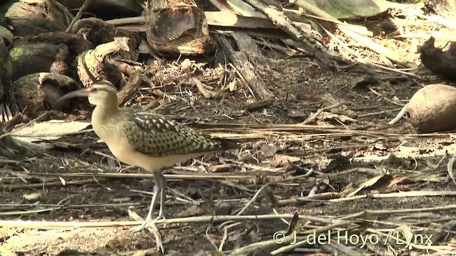 Bristle-thighed Curlew - ML201396101