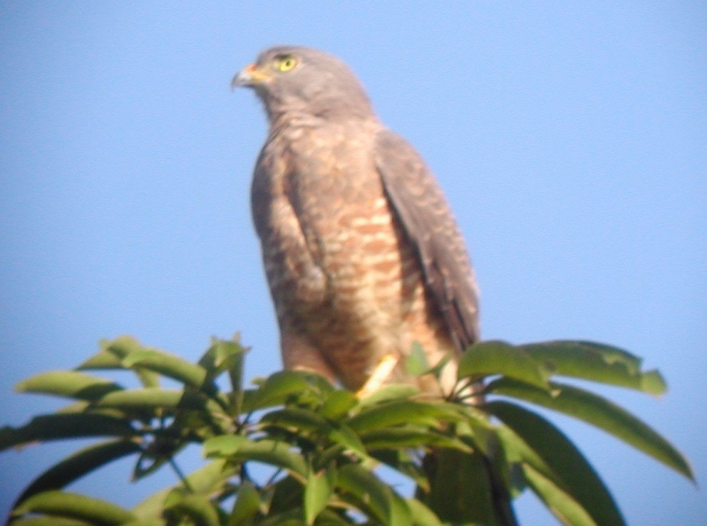 Roadside Hawk - Dan Scheiman